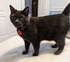 Artemis