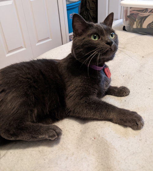 Artemis