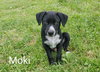 Moki