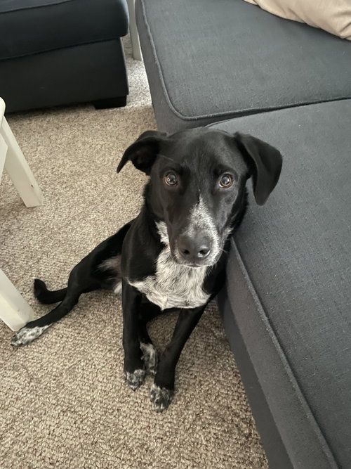 Moki