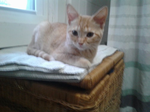 Juliette