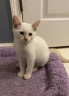 Archie