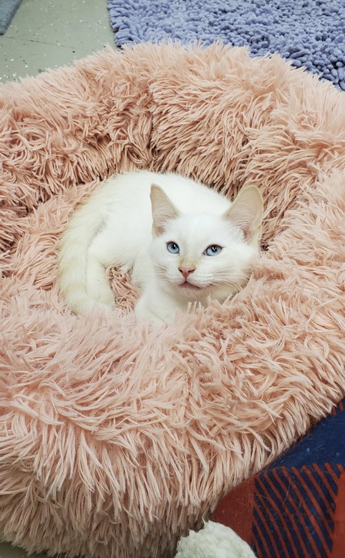 Archie