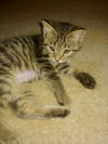 Tigger