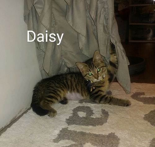 Daisy