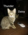 Thunder