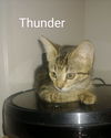 Thunder