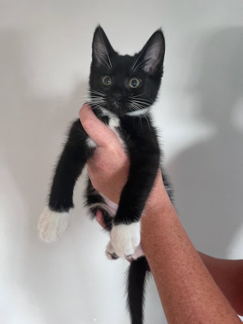 Simone