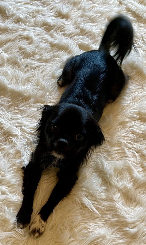 Elvis