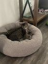 Frankie (PS)