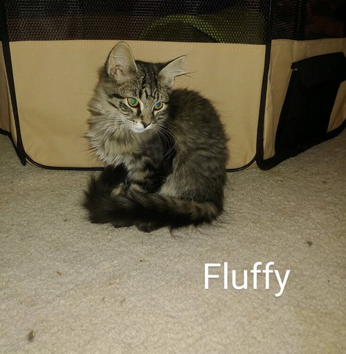 Fluffy