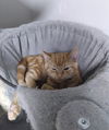 Tikko
