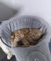 Tikko