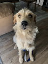 Shaggy