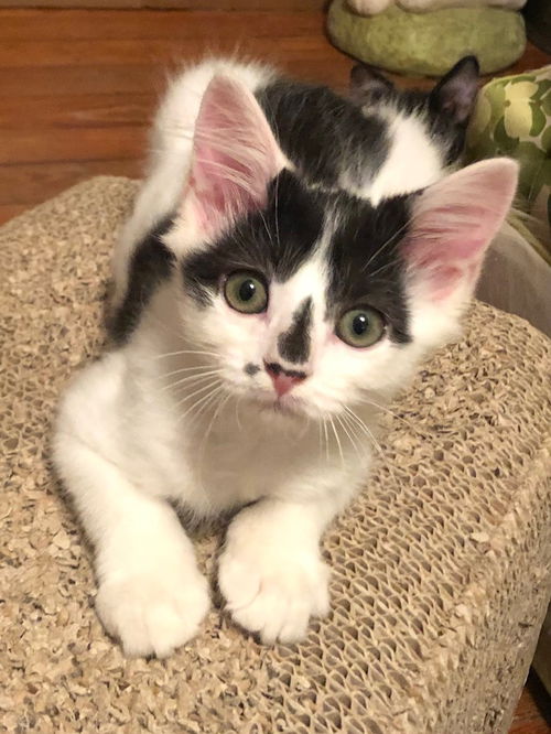 Egon