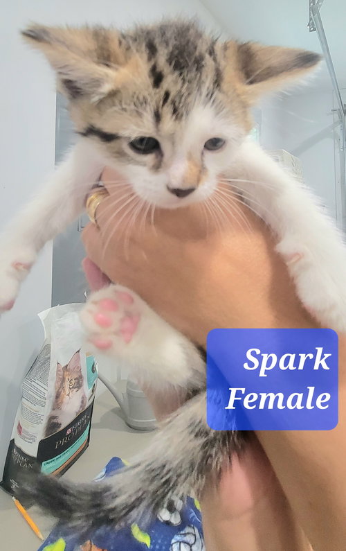 Spark