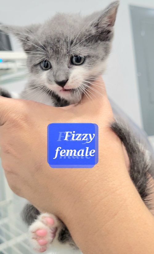 Fizzy (PS)