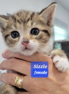 Sizzle - Must Apply in Person