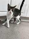 Tilly - Must apply in person