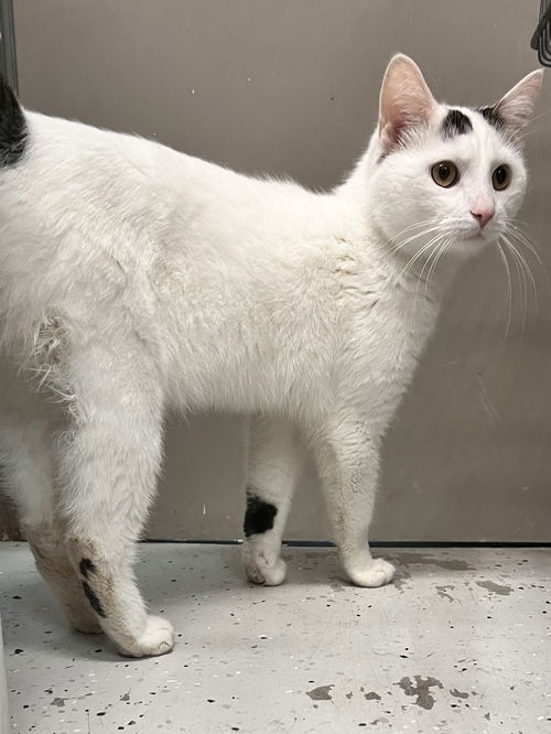 Reggie- Must apply in person