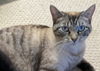 Reva (PS)