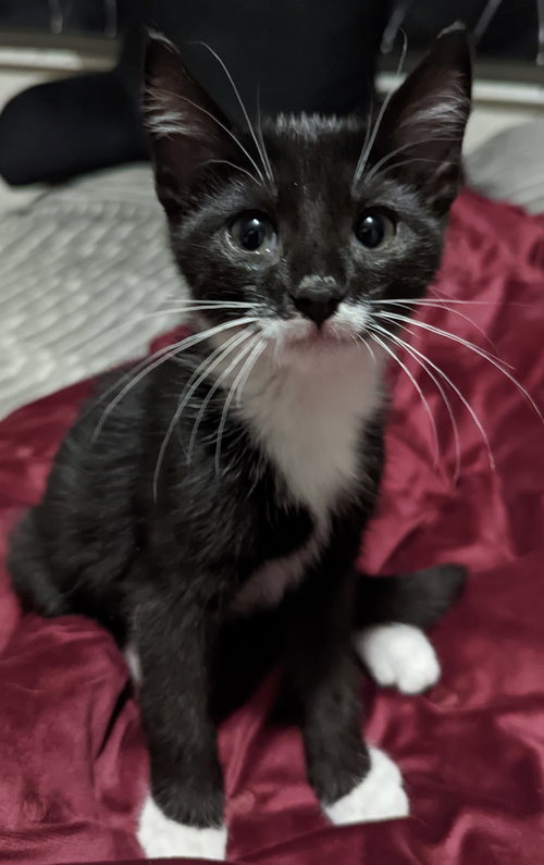 Coal
