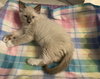 Shiloh