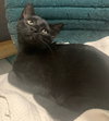 Oskar