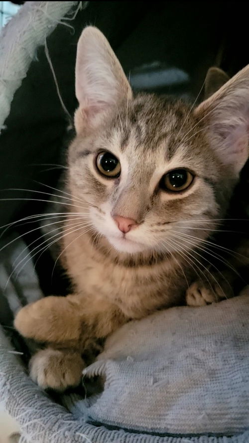 Orion