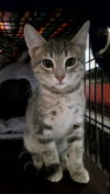 Orion