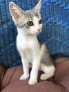 Opie (PS)