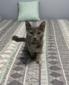 Rosie (PS)