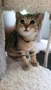 Zuko