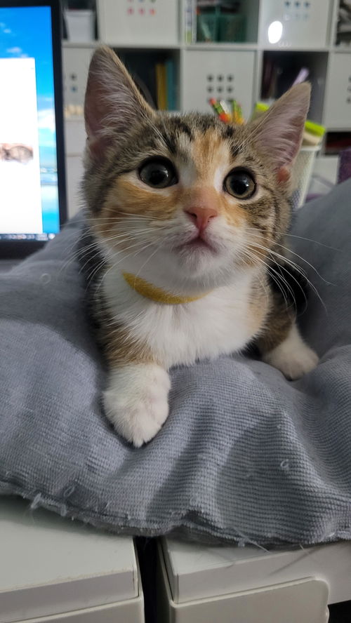 Sandy