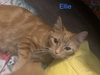 Miss Ellie Ewing - Must Meet in Person