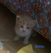 Bobby Ewing