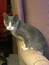 Graycie
