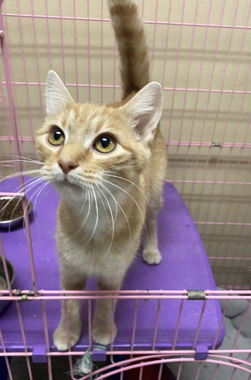 Maizy - Must Apply in Person