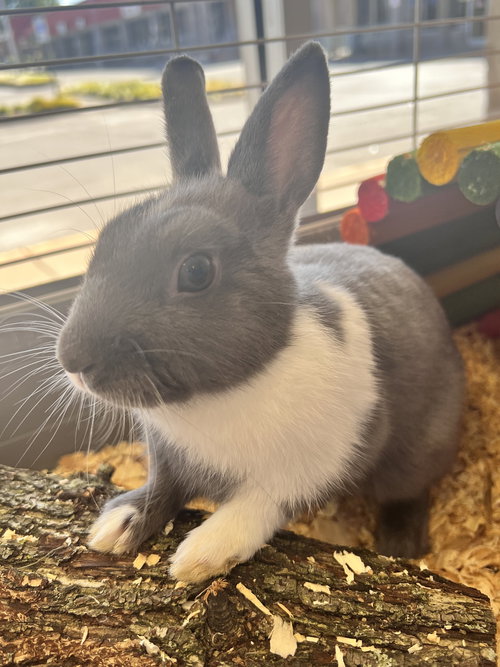 Bonnie The Bunny