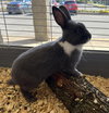 Bonnie The Bunny