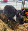 Bonnie The Bunny