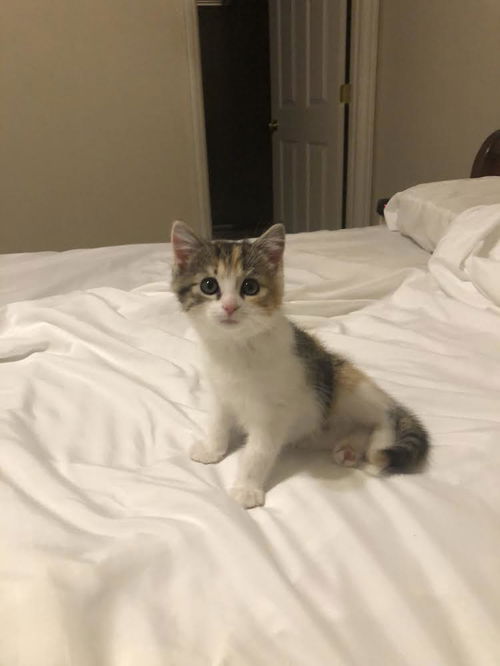 Lallie