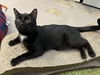 Shadow - Must Apply in Person
