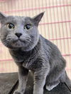 Chirpee- Must Apply in Person