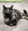 Basil- Must Apply in Person