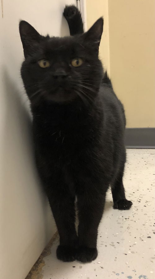 Panther