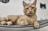 Cheddar- Must Apply In Person