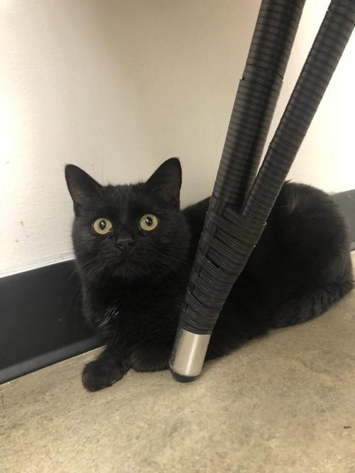 Fiona - Must Apply in Person