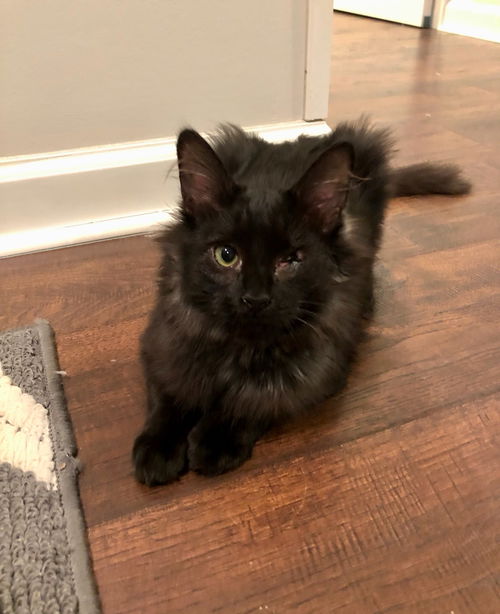 Ember