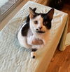Ellie - Must Apply in Person